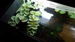 Aquarien mit Salvinia natans (Gemeiner Schwimmfarn)