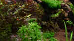 Aquarien mit Tonina fluviatilis (Sternkraut)