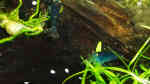 Caridina mariae im Aquarium halten (Einrichtungsbeispiele für Tigergarnelen)