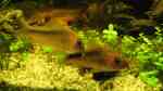 Aquarien mit Corydoras rabauti (Rostpanzerwels)