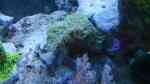 Hydnophora pilosa im Aquarium halten (Einrichtungsbeispiele für Großpolypige Steinkoralle)