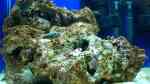 Krebse im Aquarium halten (Einrichtungsbeispiele für Krebs-Aquarien)