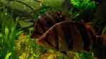 Aquarien mit Datnioides pulcher (Siamesischer Tigerbarsch)