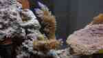 Aquarien mit Steinkorallen der Gattung Acropora