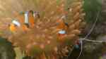 Entacmaea quadricolor im Aquarium halten (Einrichtungsbeispiele für Blasenanemone)