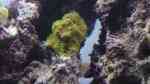 Aquarien mit Steinkorallen der Gattung Montipora