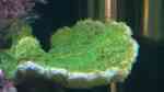 Montipora delicatula im Aquarium halten (Einrichtungsbeispiele für Fragile Mikroporenkoralle)