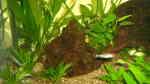 Rotkopfsalmler im Aquarium halten (Einrichtungsbeispiele für Hemigrammus bleheri)