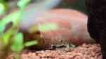 Aquarien für Corydoras pygmaeus (Zwergpanzerwels)