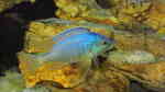 Placidochromis - Infos zur Gattung (Einrichtungsbeispiele für Placidochromis-Arten)