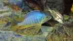 Einrichtungsbeispiele für Placidochromis jalo reef