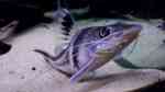 Pimelodus ornatus im Aquarium halten (Einrichtungsbeispiele für Schmuckantennenwelse)