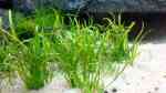 Aquarien mit Lilaeopsis mauritiana (Mauritius-Graspflanze)