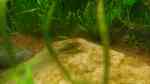 Aquarien mit Corydoras melanotaenia (Gelbflossen-Panzerwels)