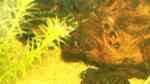 Einrichtungsbeispiele mit Pelvicachromis pulcher (Purpurprachtbuntbarsch)