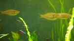 Aquarien mit Regenbogenfische (Melanotaeniidae)