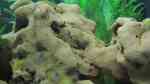 Garnelen im Aquarium halten (Garnelen-Becken)