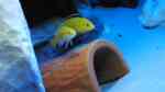 Labidochromis "Yellow" caeruleus im Aquarium halten (Einrichtungsbeispiele für Gelber Malawimaulbrüter)