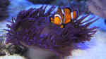 Aquarien mit Amphiprion ocellaris (Falscher Clownfisch)