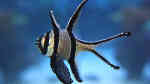 Aquarien mit Pterapogon kauderni (Kardinalbarsch)