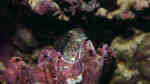 Aquarien mit Salarias fasciatus (Juwelen-Felshüpfer)