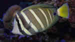 Aquarien mit Zebrasoma velifer (Pazifischer Segelflossen-Doktorfisch)