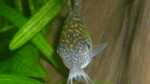 Corydoras reticulatus im Aquarium halten (Einrichtungsbeispiele mit Netz-Panzerwels)
