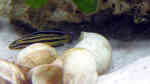 Julidochromis marksmithi im Aquarium halten (Einrichtungsbeispiele für Julidochromis marksmithi)