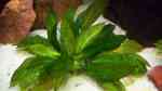 Aquarien mit Echinodorus grisebachii (Schmalblättrige Amazonasschwertpflanze)
