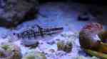 Aquarien mit Amblygobius phalaena (Bagger-Grundel)