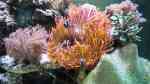 Entacmaea quadricolor im Aquarium halten (Einrichtungsbeispiele für Blasenanemone)
