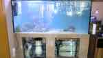 Eiweißabschäumer im Aquarium (Einrichtungsbeispiele mit Abschäumer)