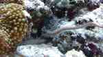 Ophiocomella pumila im Aquarium halten (Einrichtungsbeispiele für Schlangenseestern)