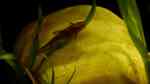 Einrichtungsbeispiele mit Hexenwelsen (Rineloricaria fallax)