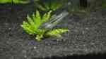 Trichopsis vittata im Aquarium halten (Einrichtungsbeispiele für Knurrender Gurami)