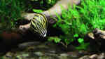 Einrichtungsbeispiele für Aquarien mit Zebra Rennschnecken (Neritina natalensis)