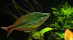 Aquarien mit Melanotaenia trifasciata (Juwelen-Regenbogenfisch)