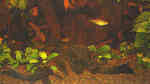 Wabenschilderwelse im Aquarium (Einrichtungsbeispiele für Glyptoperichthys gibbiceps)