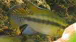 Pelvicachromis humilis im Aquarium halten (Einrichtungsbeispiele für Pelvicachromis humilis)