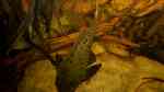 Pseudorinelepis genibarbis im Aquarium halten (Einrichtungsbeispiele für Rotbart Tannenzapfenwels)