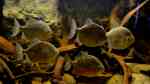 Myloplus rubripinnis im Aquarium halten (Einrichtungsbeispiele für Haken-Scheibensalmler)