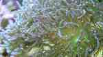Euphyllia paraglabrescens im Aquarium halten (Einrichtungsbeispiele für Grüne Fackelkoralle)