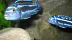 Einrichtungsbeispiele mit Melanochromis