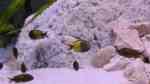 Tropheus-Cichliden im Aquarium halten (Einrichtungsbeispiele für Tropheus Buntbarsche)
