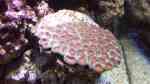 Aquarien mit Steinkorallen