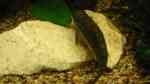 Aquarien mit Siamesischen Saugschmerlen (Gyrinocheilus aymonieri)