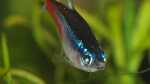 Paracheirodon innesi im Aquarium halten (Einrichtungsbeispiele für Neontetras)