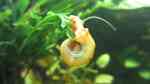 Posthornschnecken im Aquarium halten (Einrichtungsbeispiele mit Planorbarius corneus)