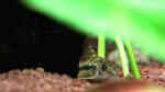 Aquarien für Corydoras pygmaeus (Zwergpanzerwels)