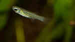 Aquarien mit Aplocheilichthys normani (Blauer Leuchtaugenfisch)